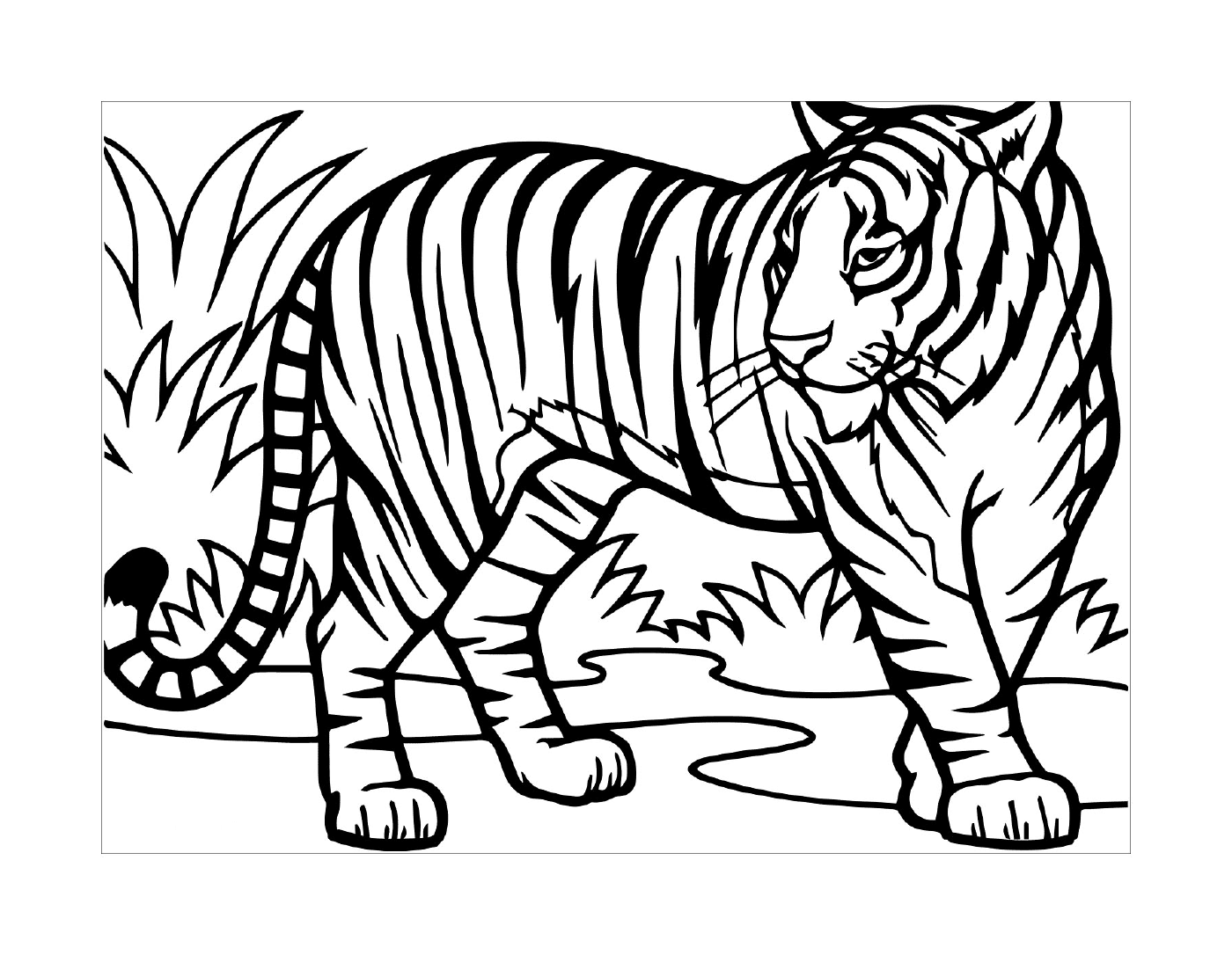 coloriage tigre felin vit dans la foret asie aux yeux bleus