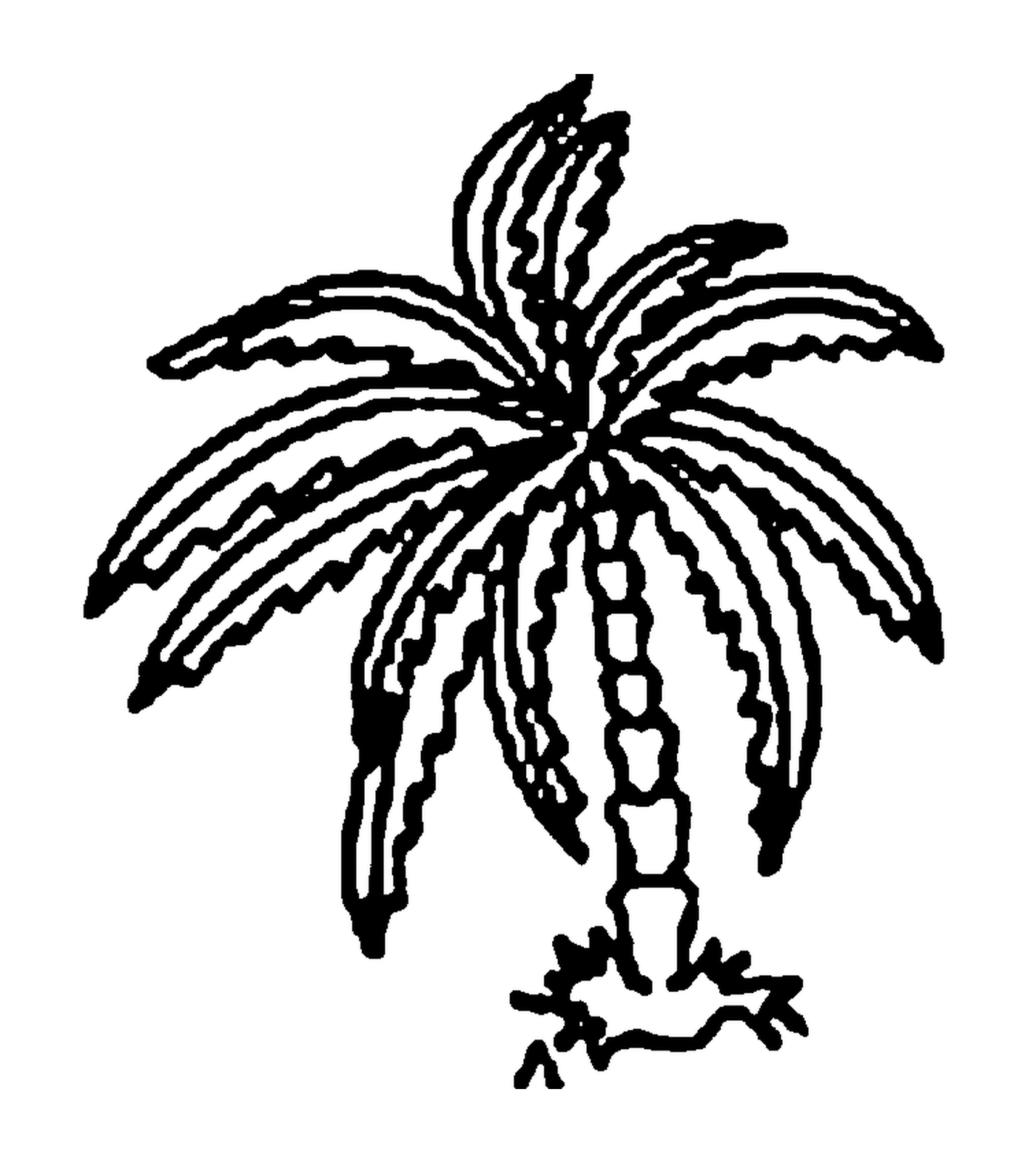 coloriage palmier