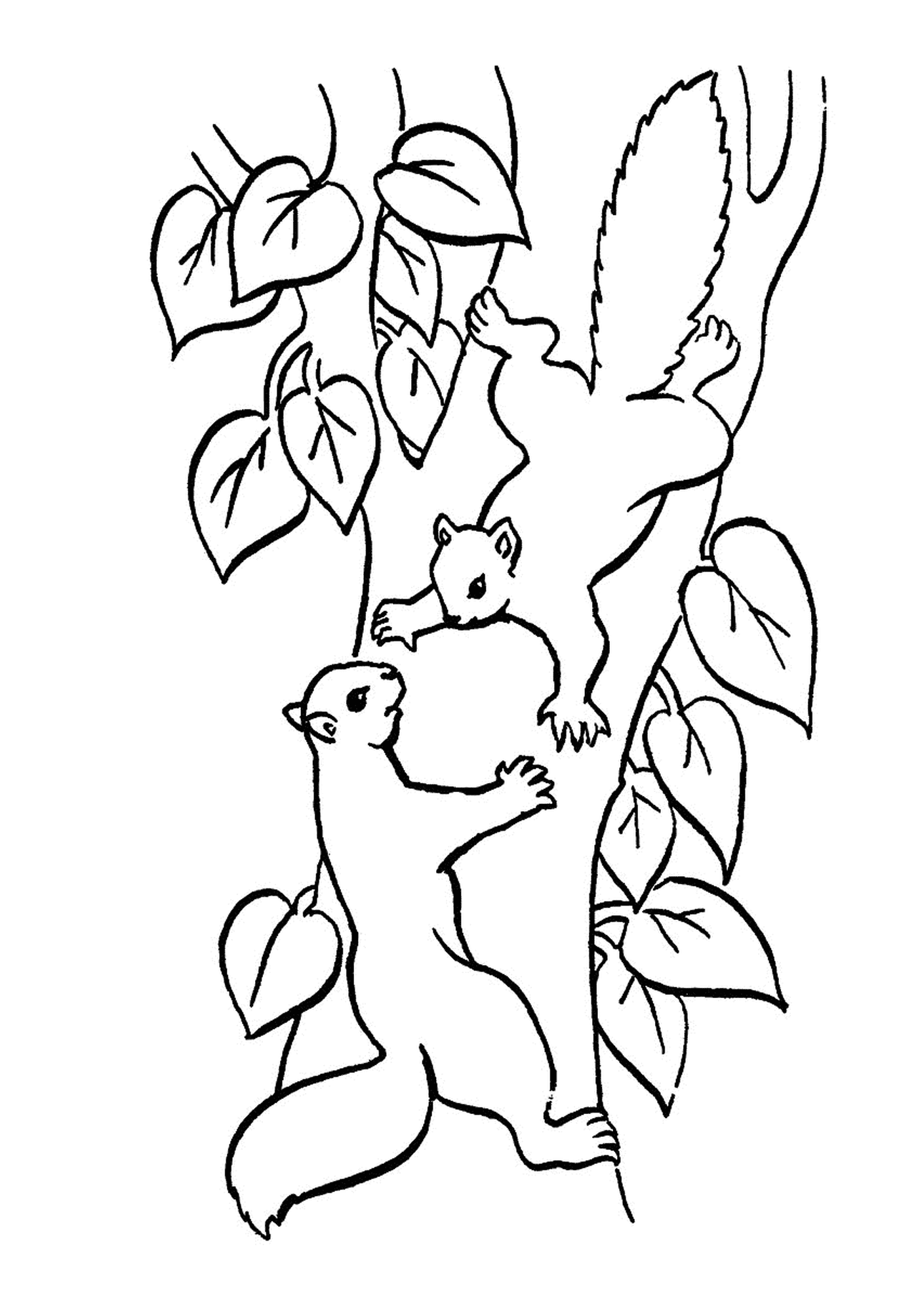 coloriage deux ecureuils sur une branche d arbre