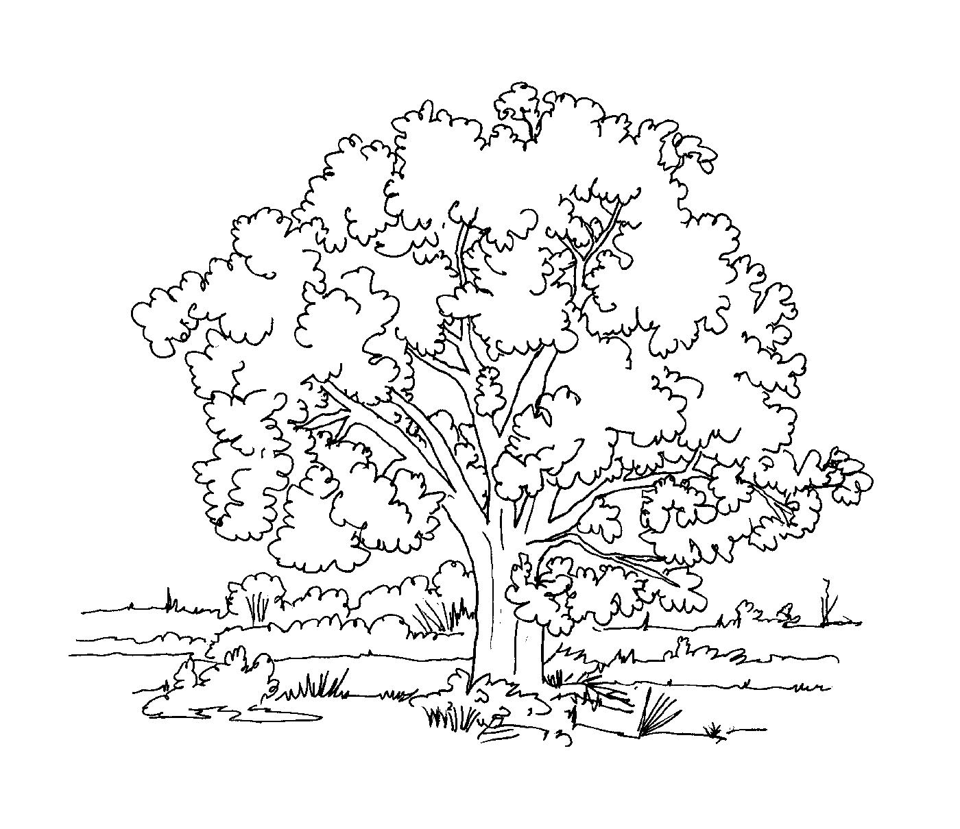 coloriage arbre 4