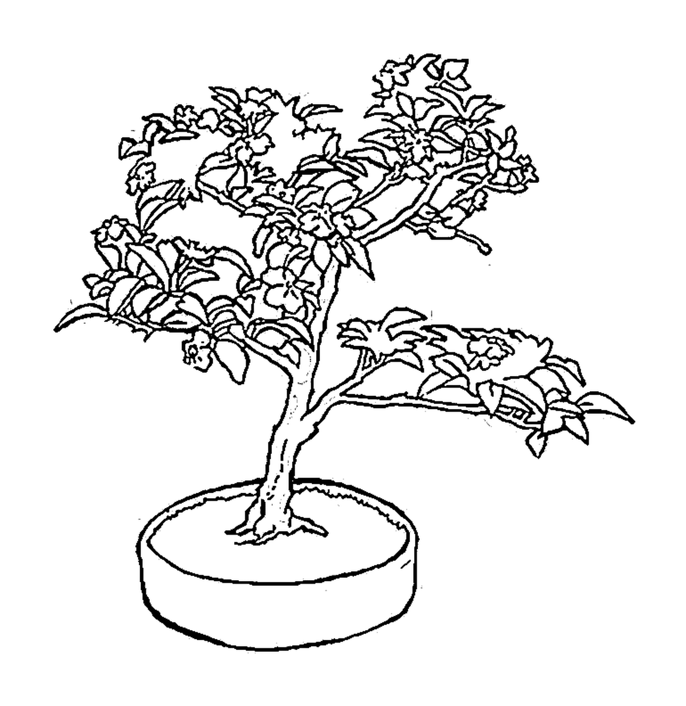 coloriage bonsai un petit arbre