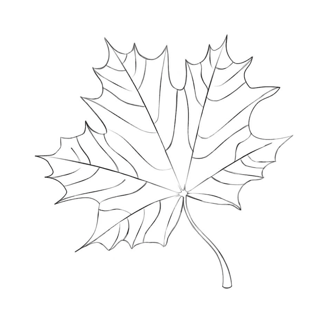coloriage maple leaf automne