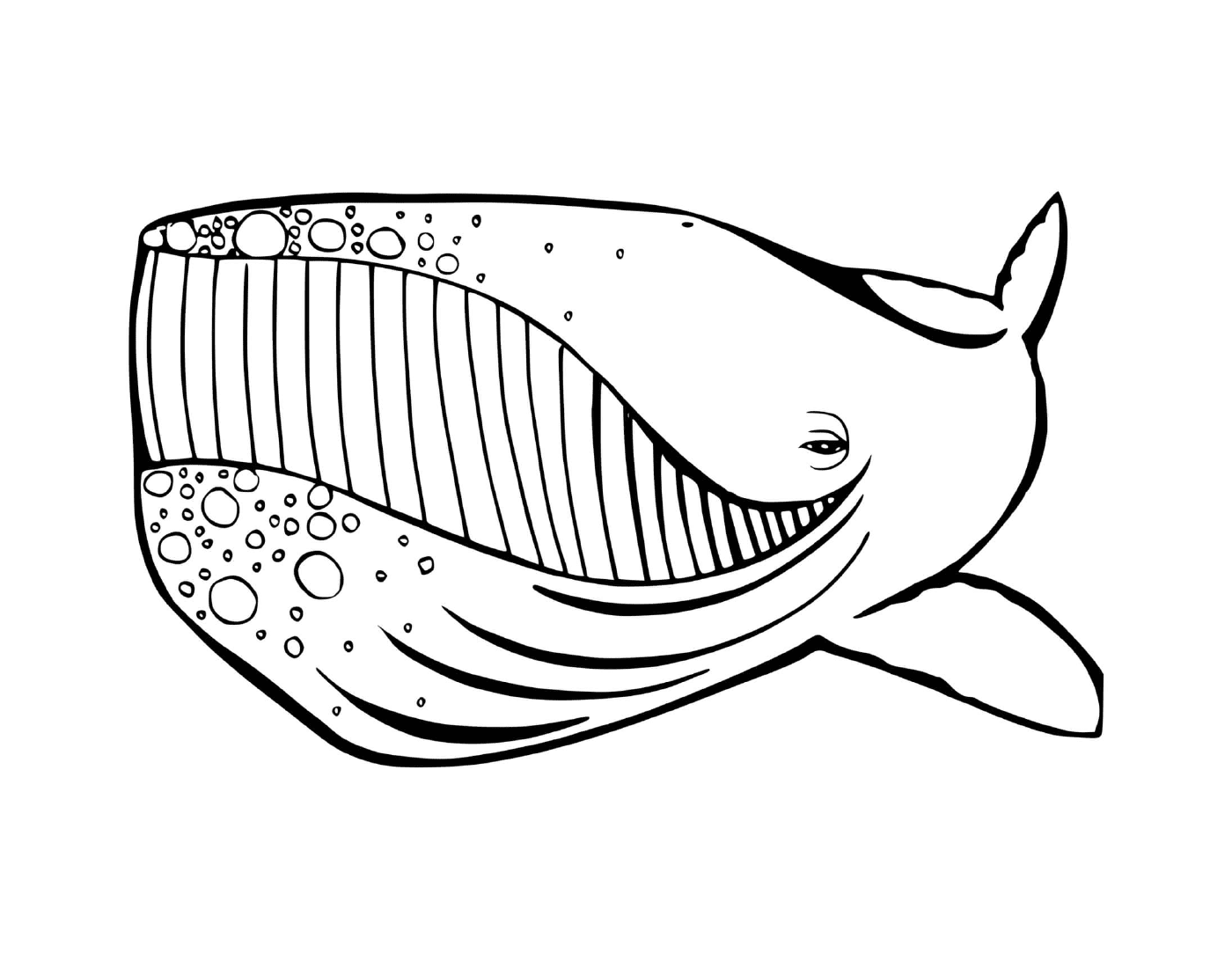 coloriage baleine avec un grand sourire
