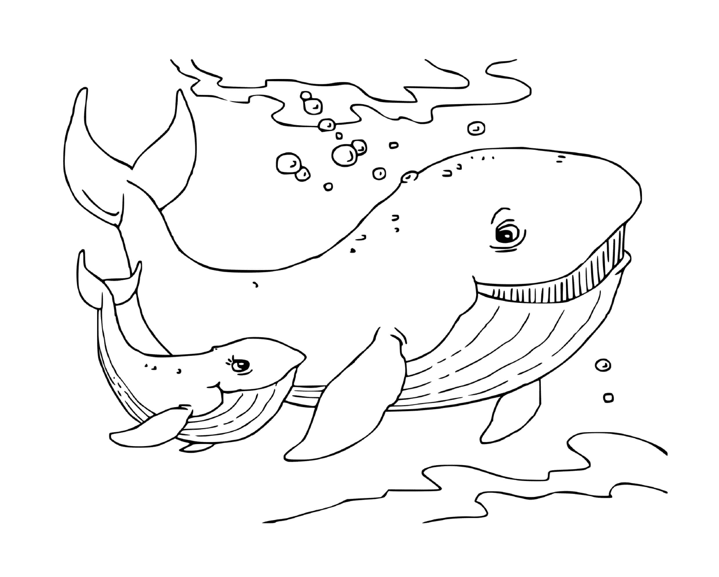 coloriage baleine cachalot mammifere marin