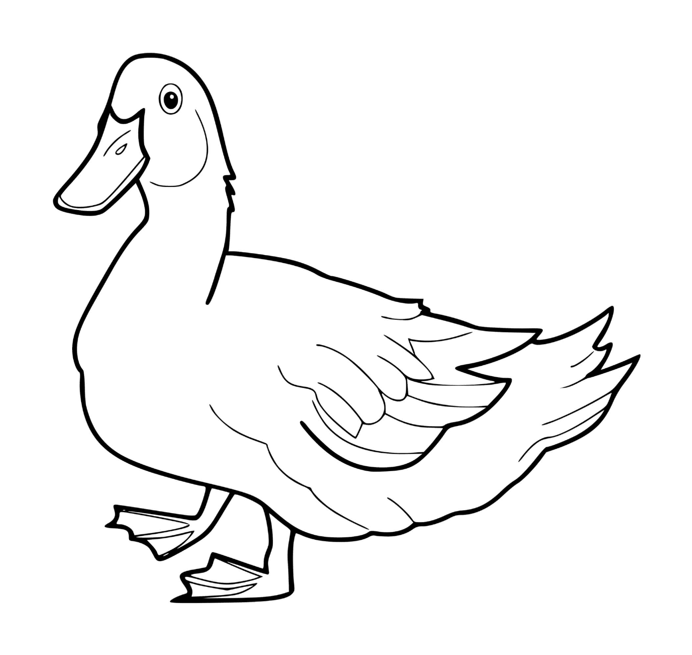 coloriage canard realiste