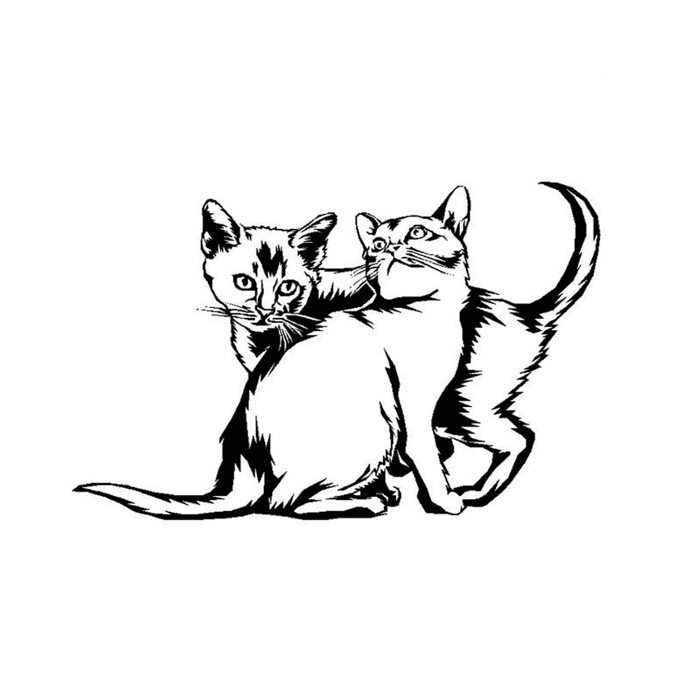 coloriage chaton et chat