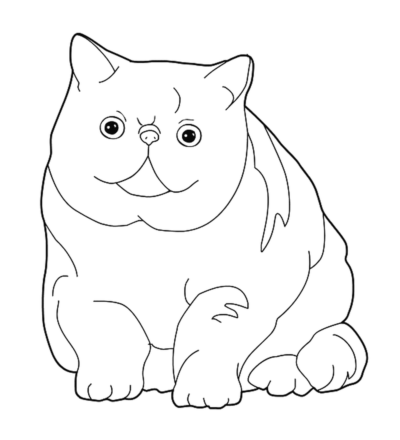 coloriage chat Exotic Shorthair