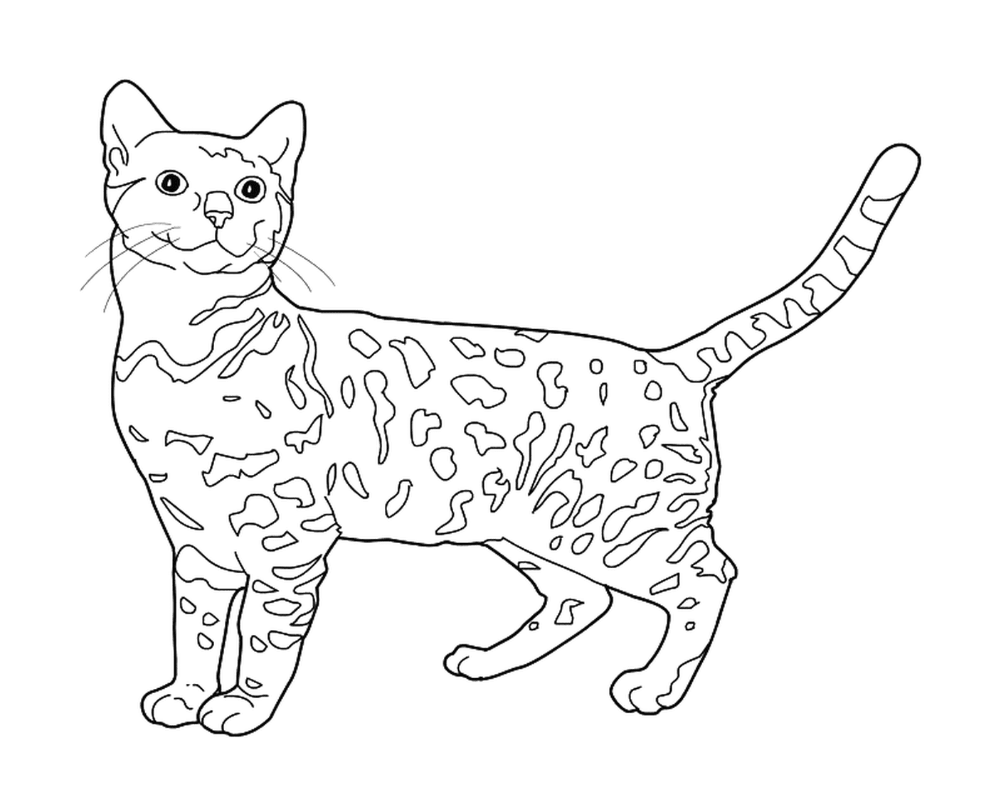 coloriage chat Bengal chat leopard