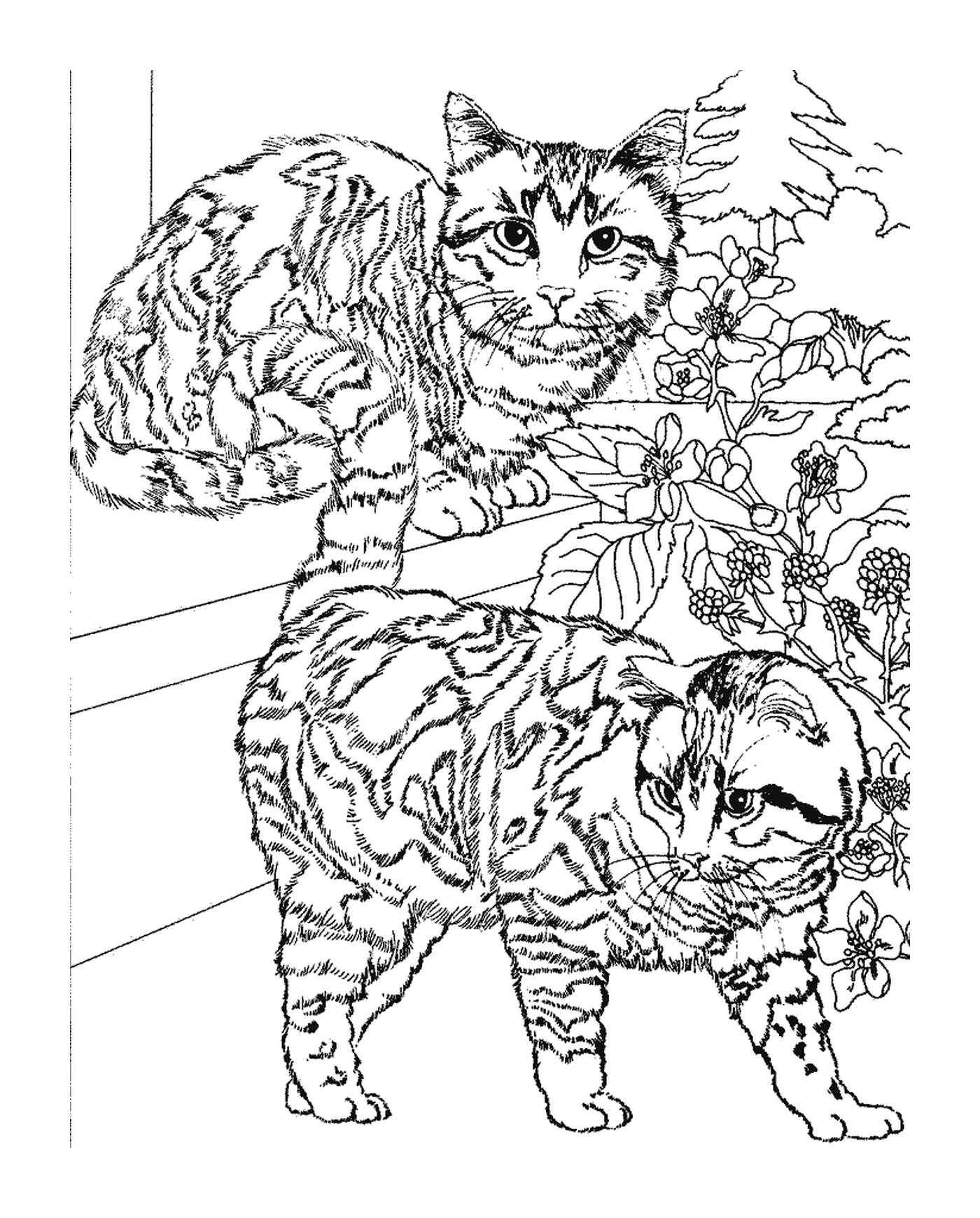 coloriage deux chats sur des marches