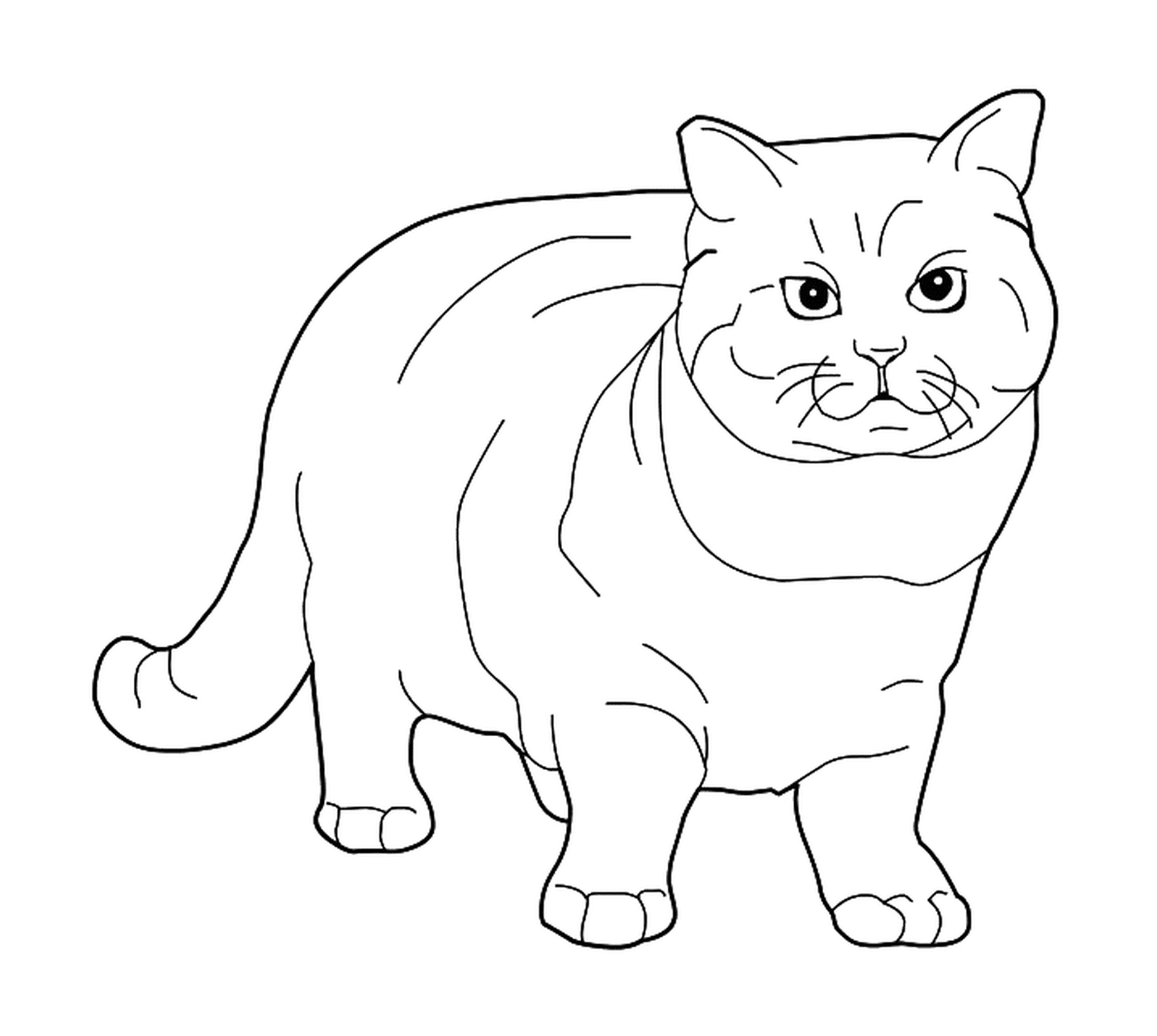 coloriage chat British Shorthair