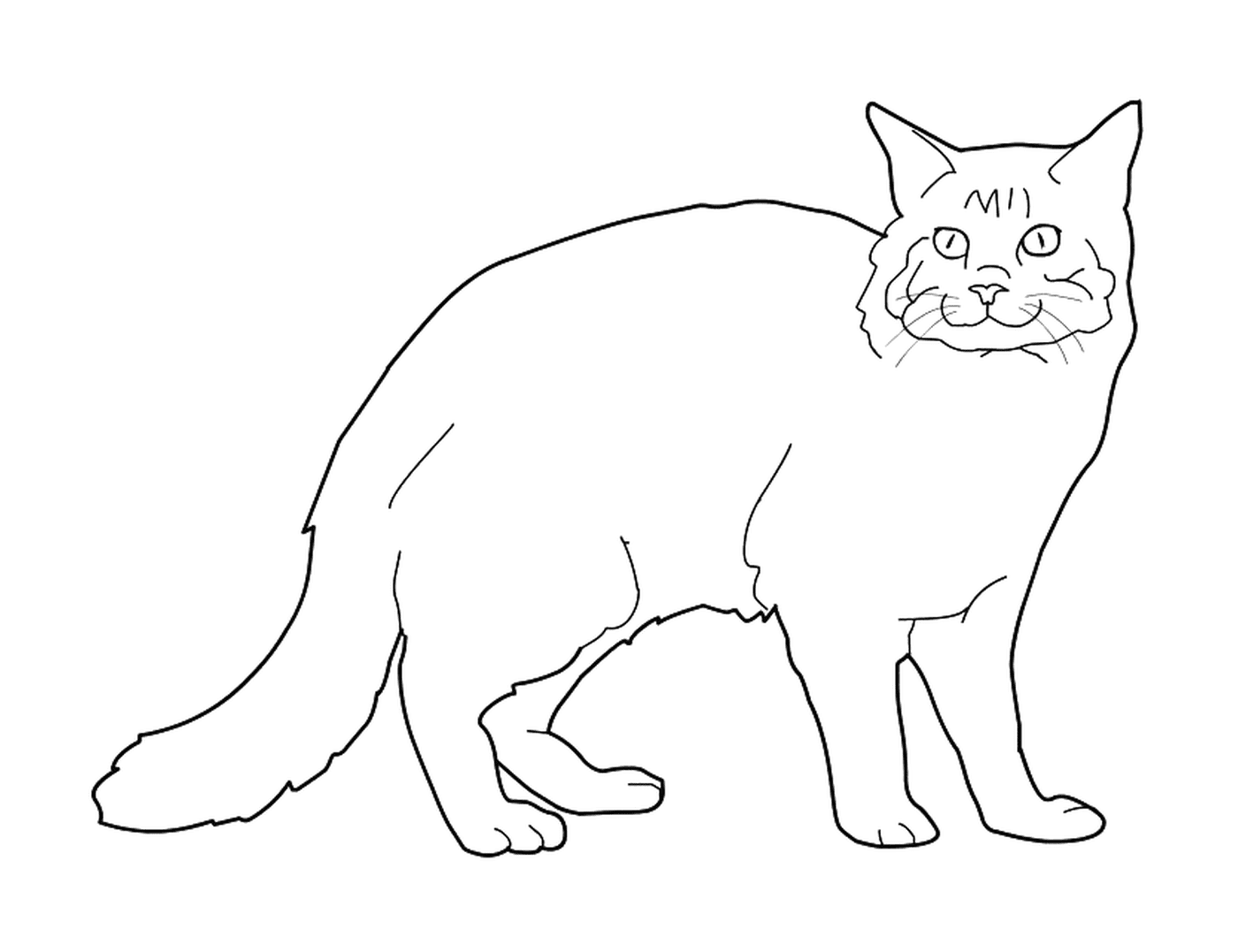coloriage chat maine coon
