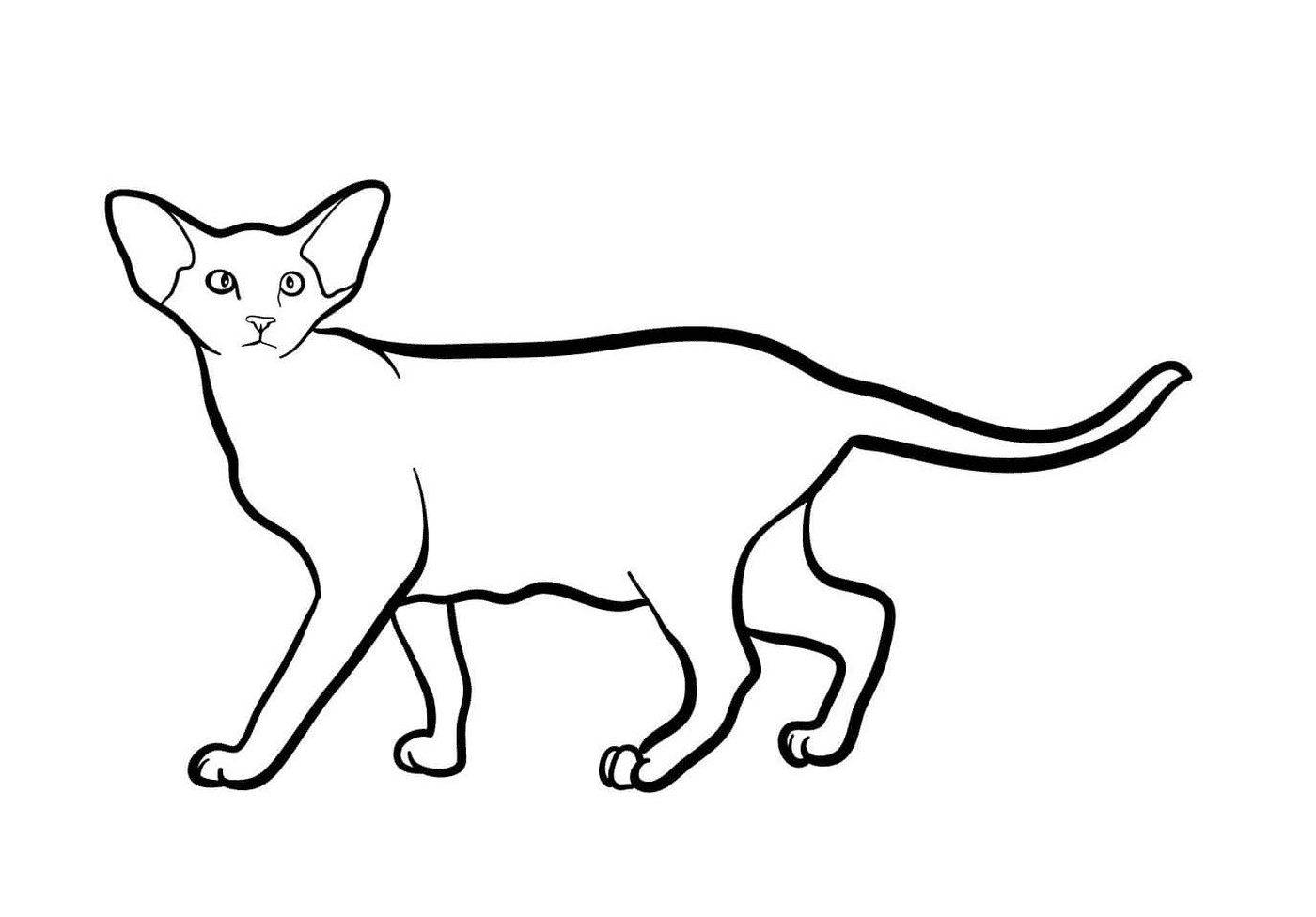 coloriage oriental shorthair est une race de chat originaire de la Thailande