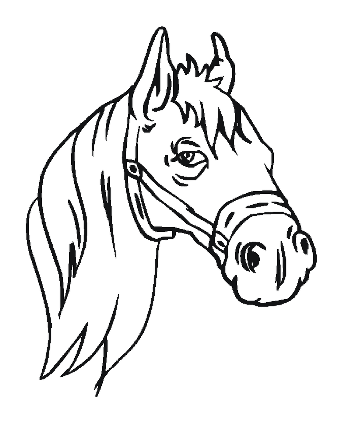 coloriage cheval avec belle criniere