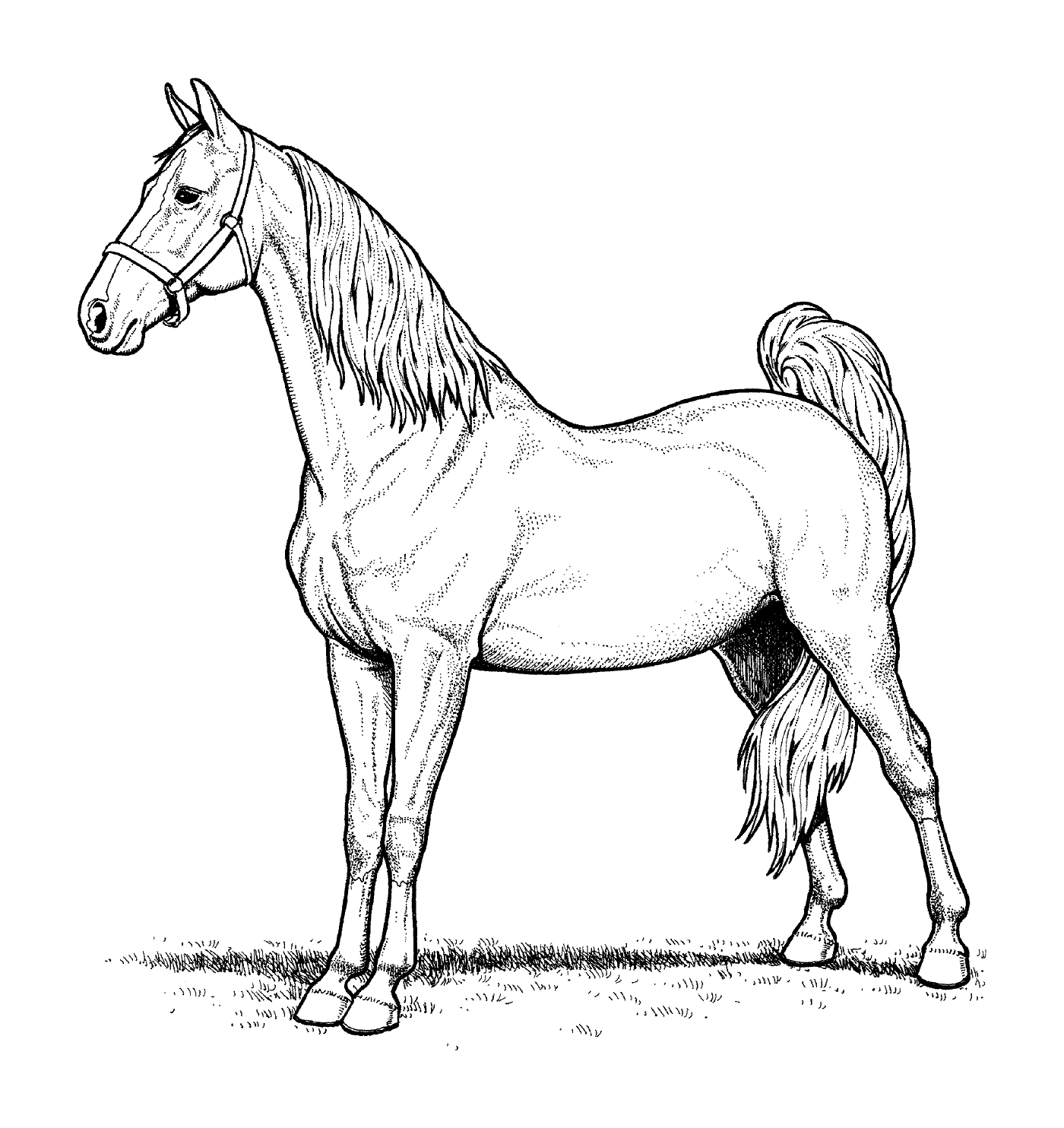 coloriage cheval american saddlebred mare