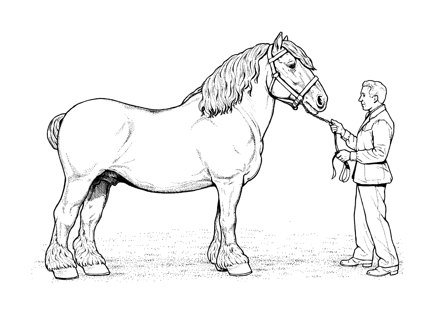 coloriage cheval clydesdale horse