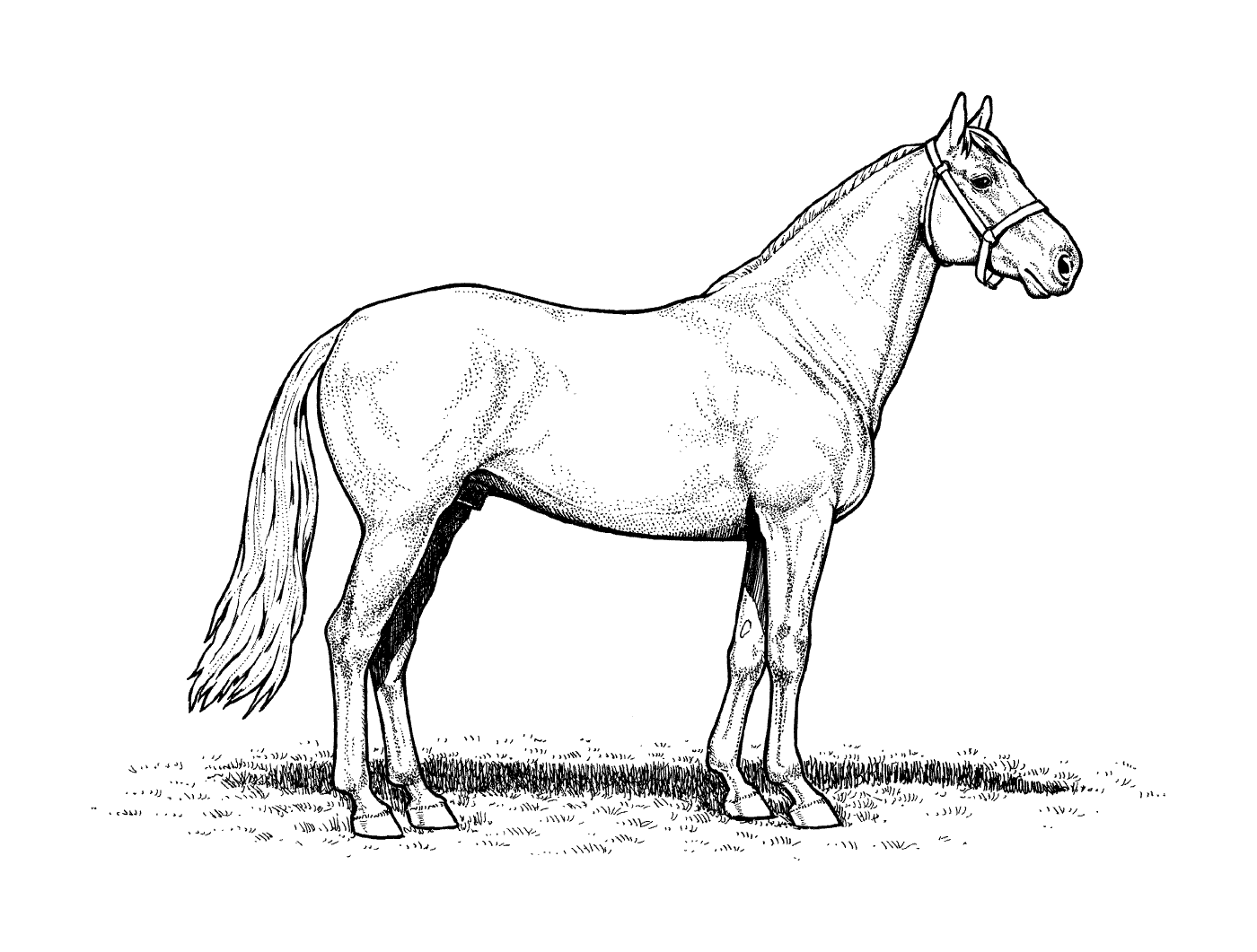 coloriage cheval horse stallion