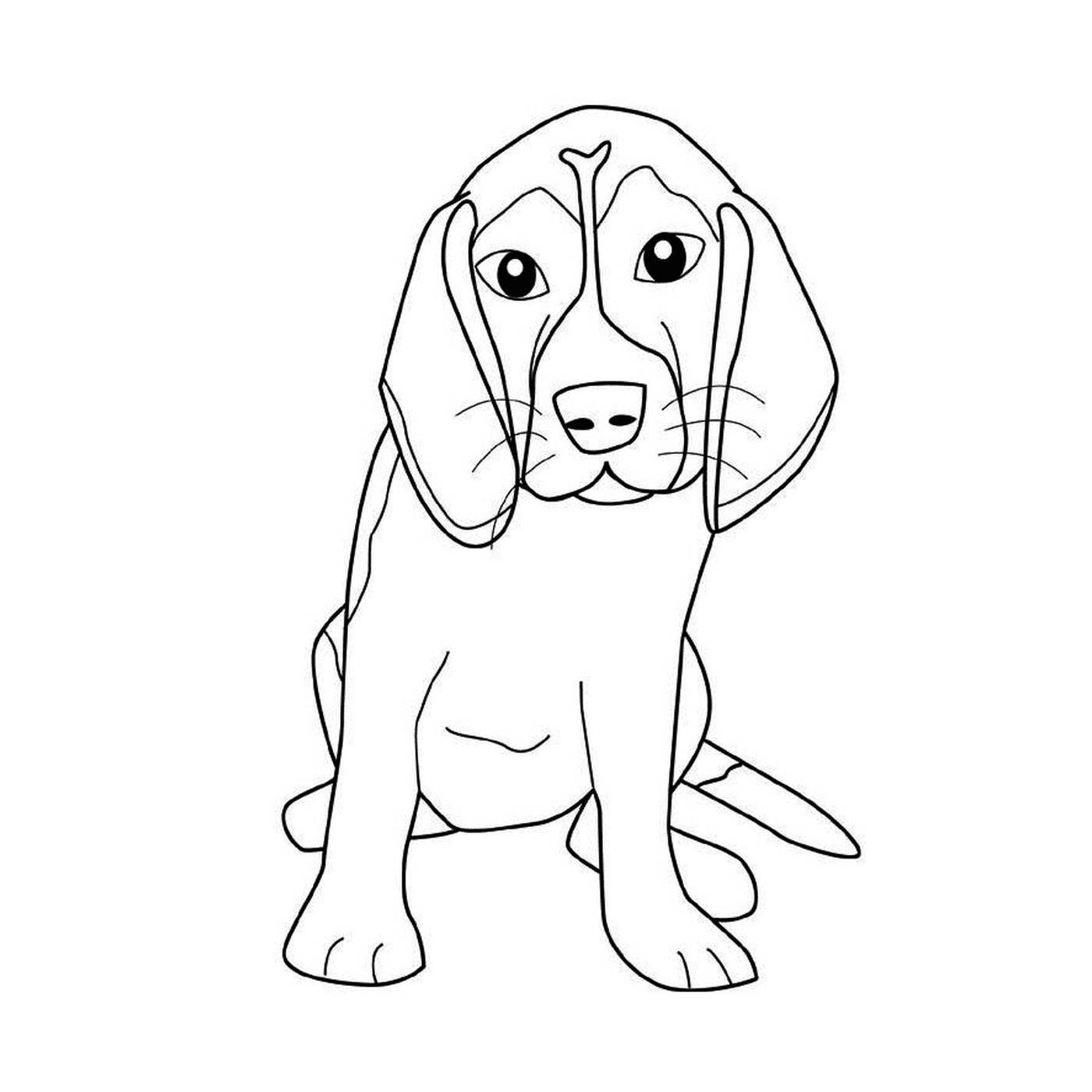 coloriage chien beagle