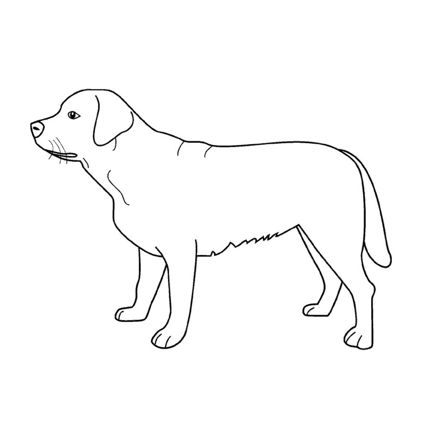 coloriage chien labrador