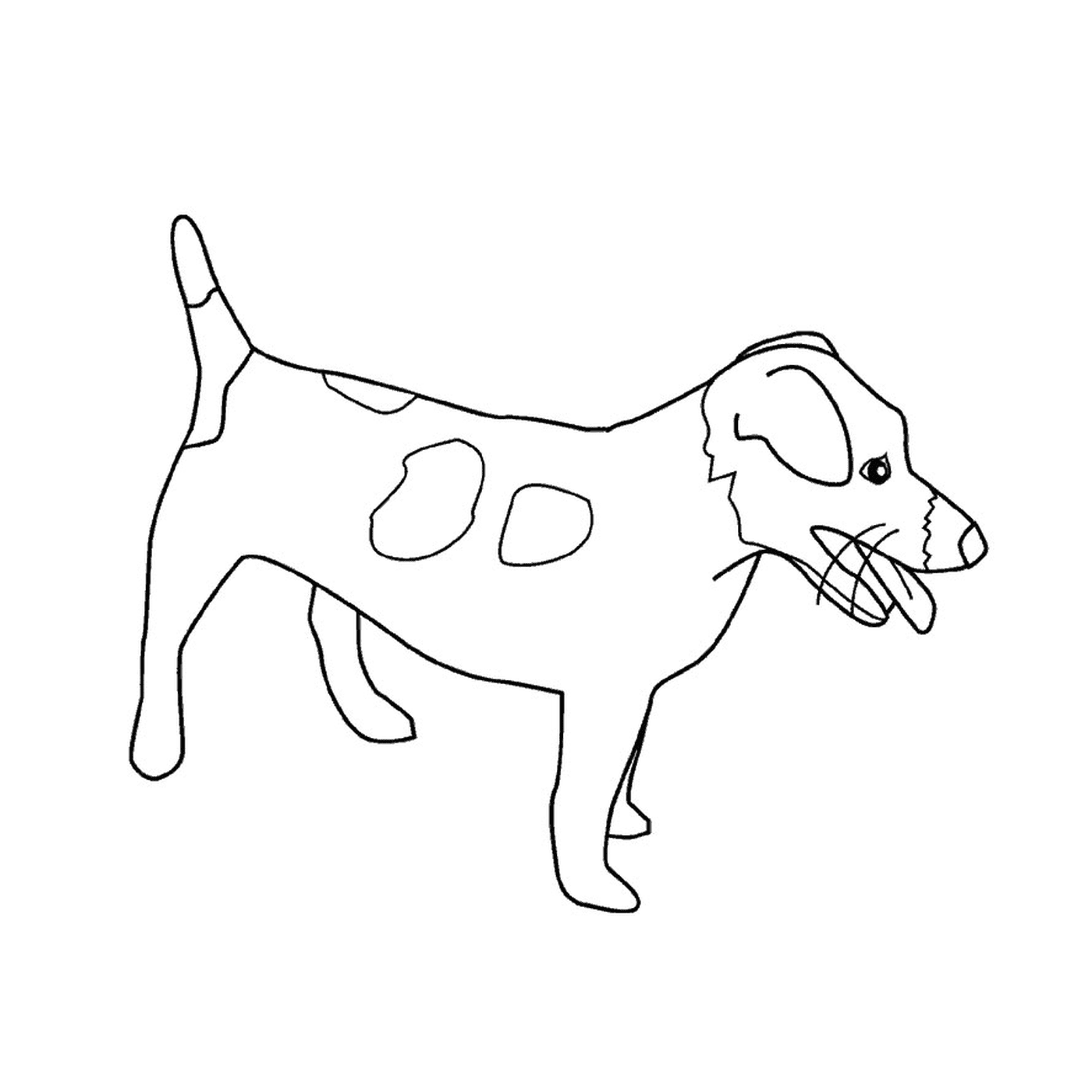 chien jack russel