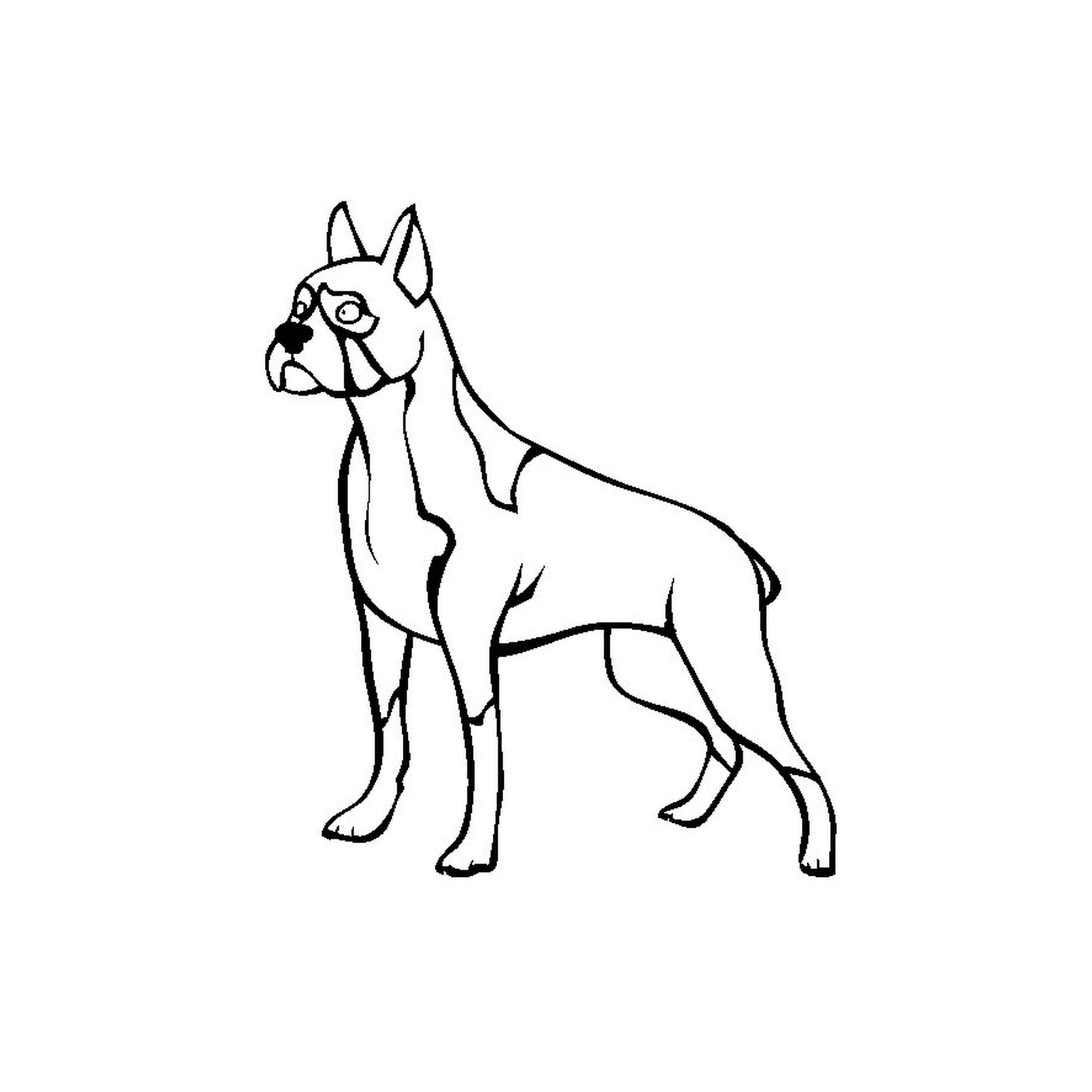 coloriage chien boxer
