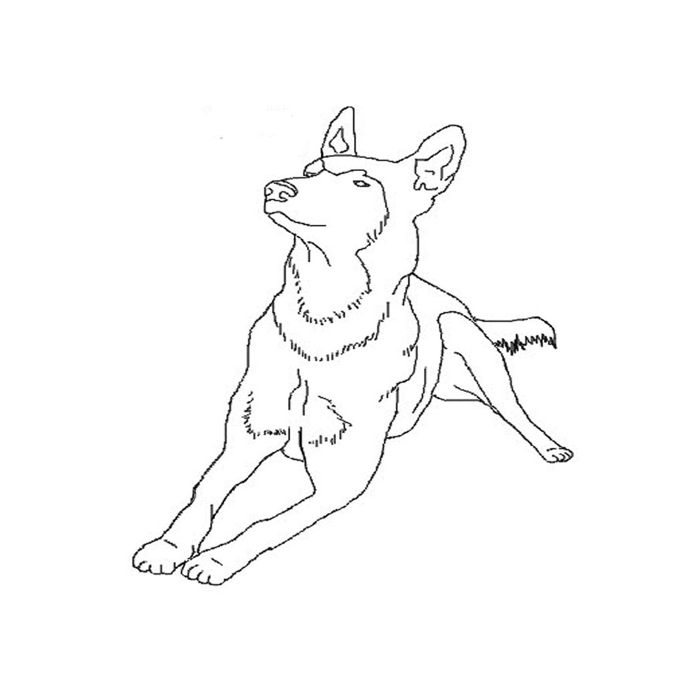 coloriage chiot berger allemand