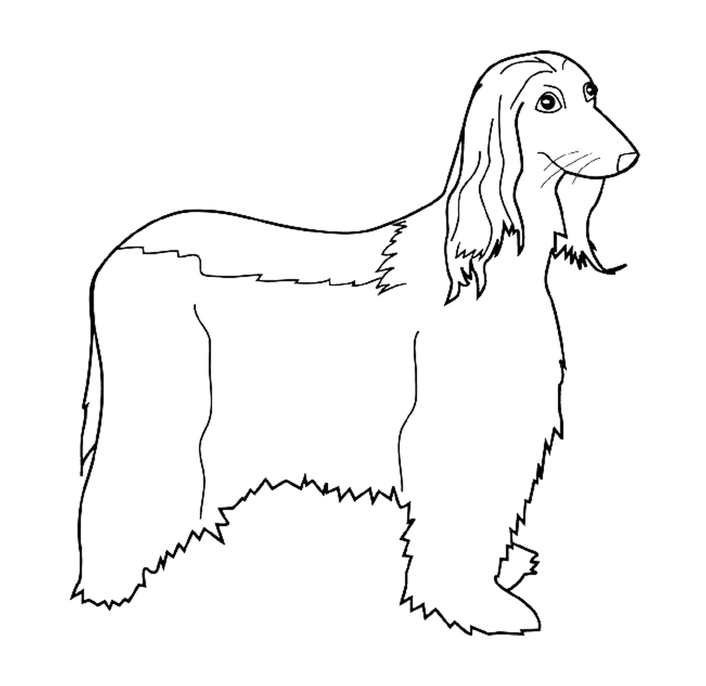 dessin chien afghan hound