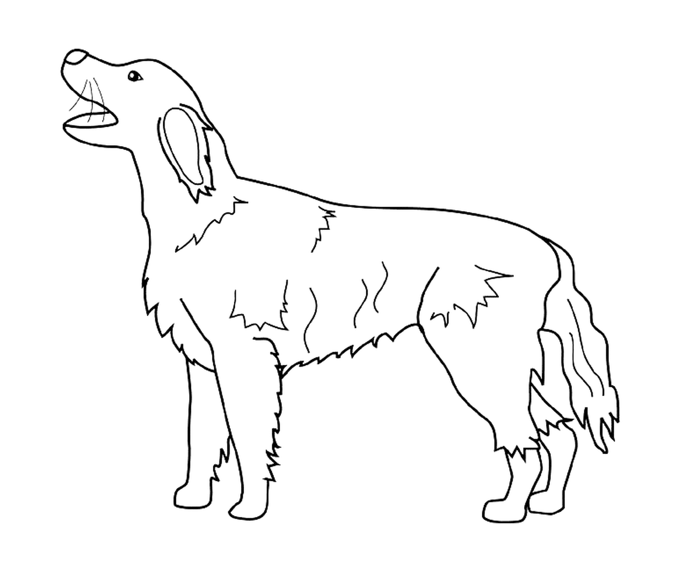 dessin chien irish setter