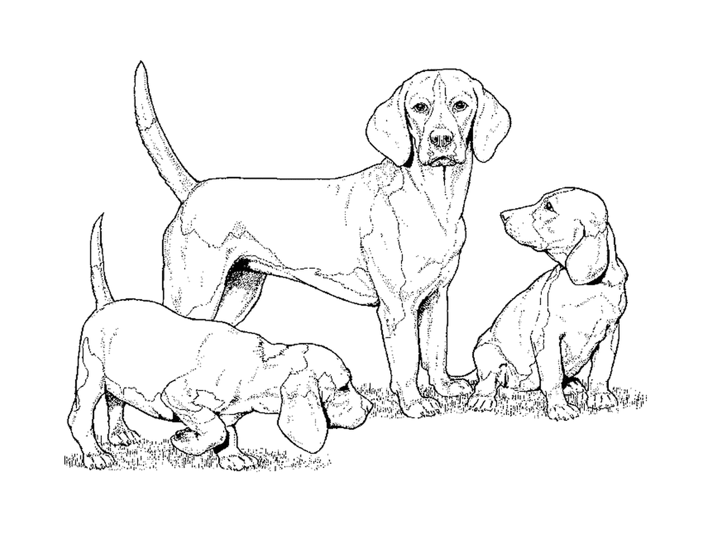 coloriage dessin chien beagle avec deux petits chiots
