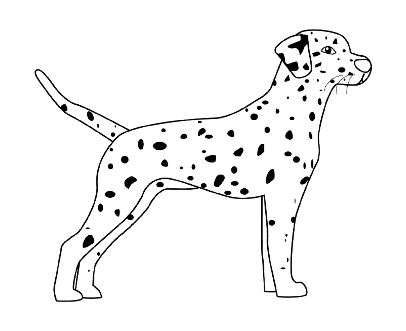 coloriage dessin chien dalmatien