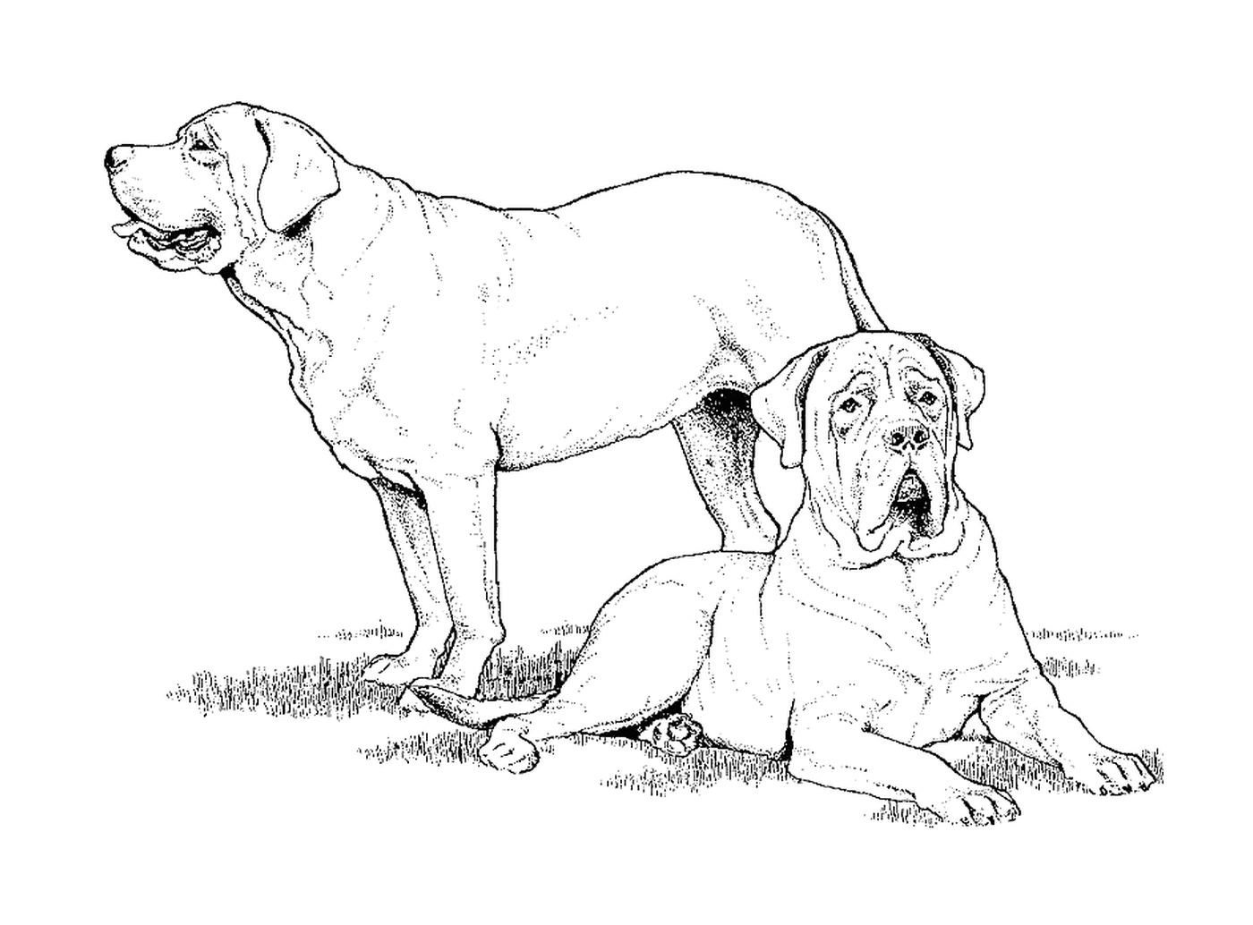 coloriage dessin chien deux mastiffs
