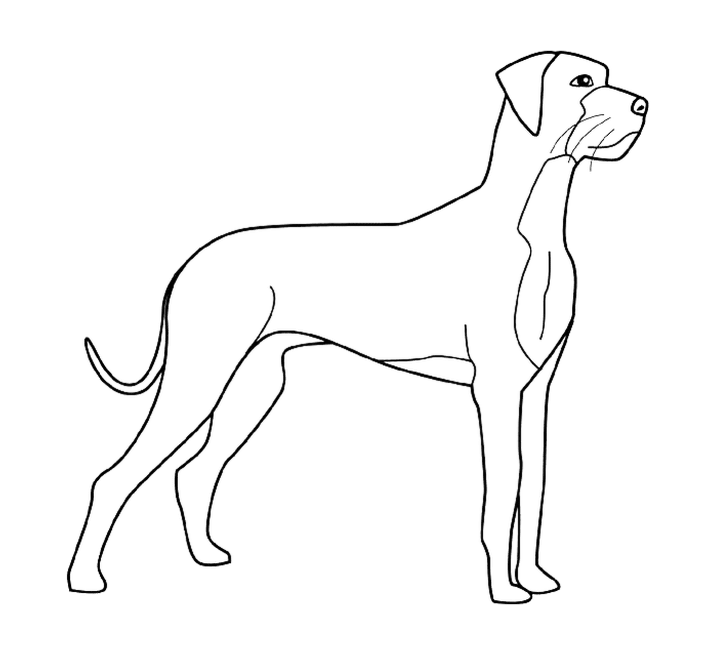 coloriage dessin chien grand danois