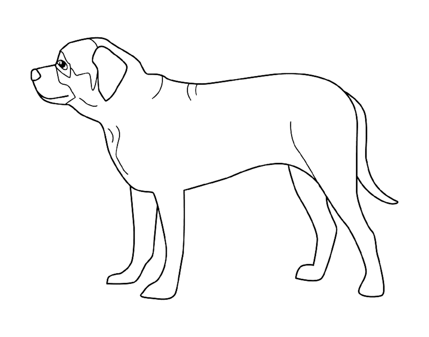coloriage dessin chien mastiff
