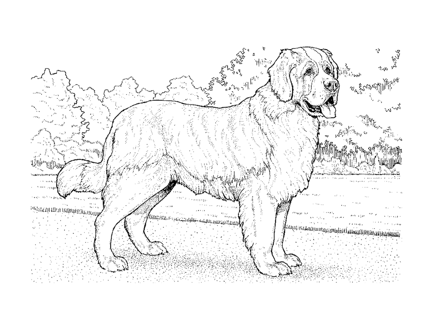 dessin chien saint bernard