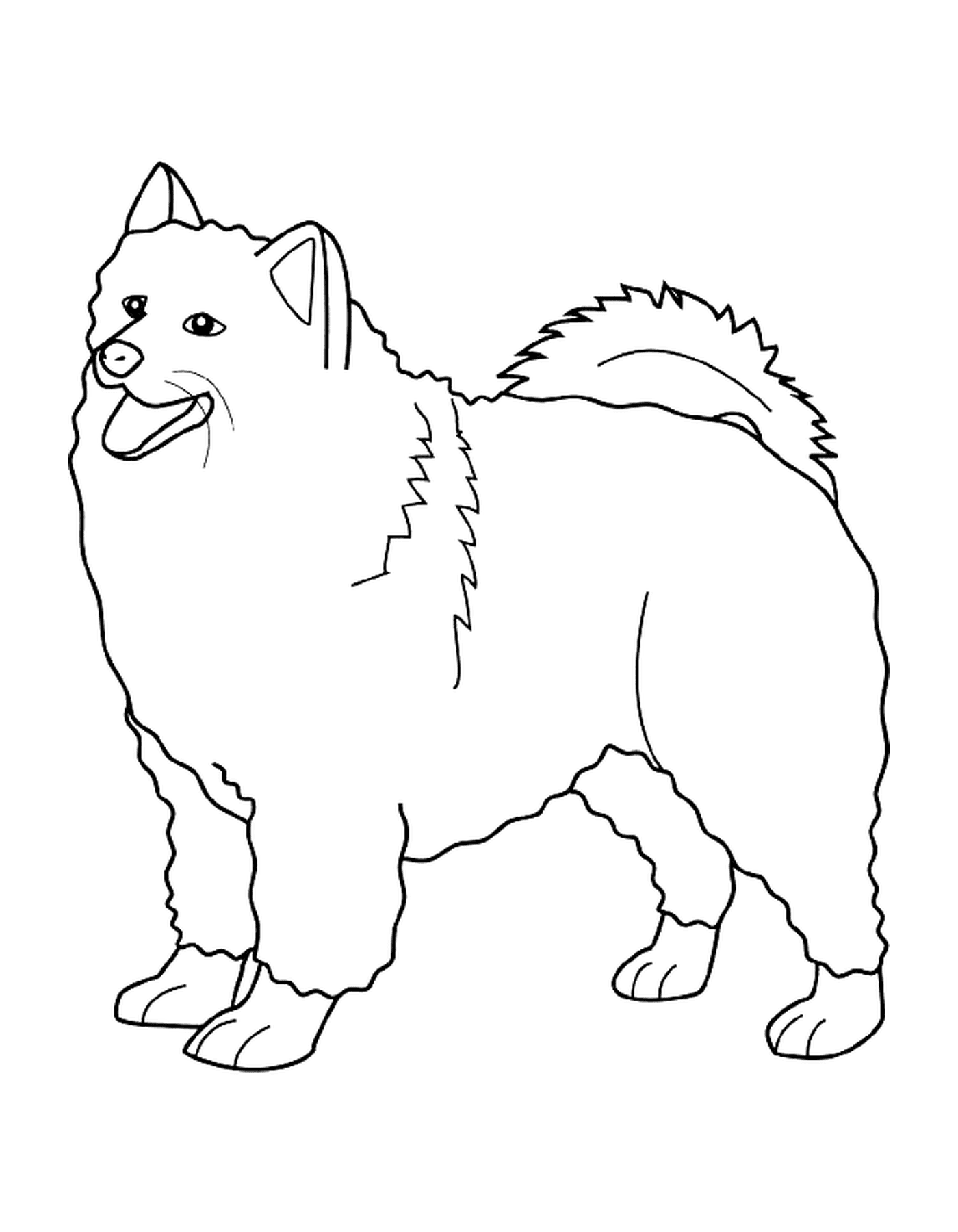 coloriage dessin chien samoyed