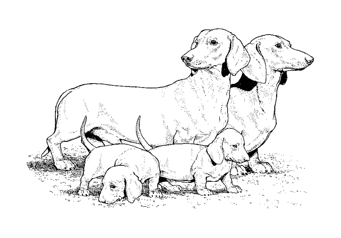 coloriage dessin chien teckel