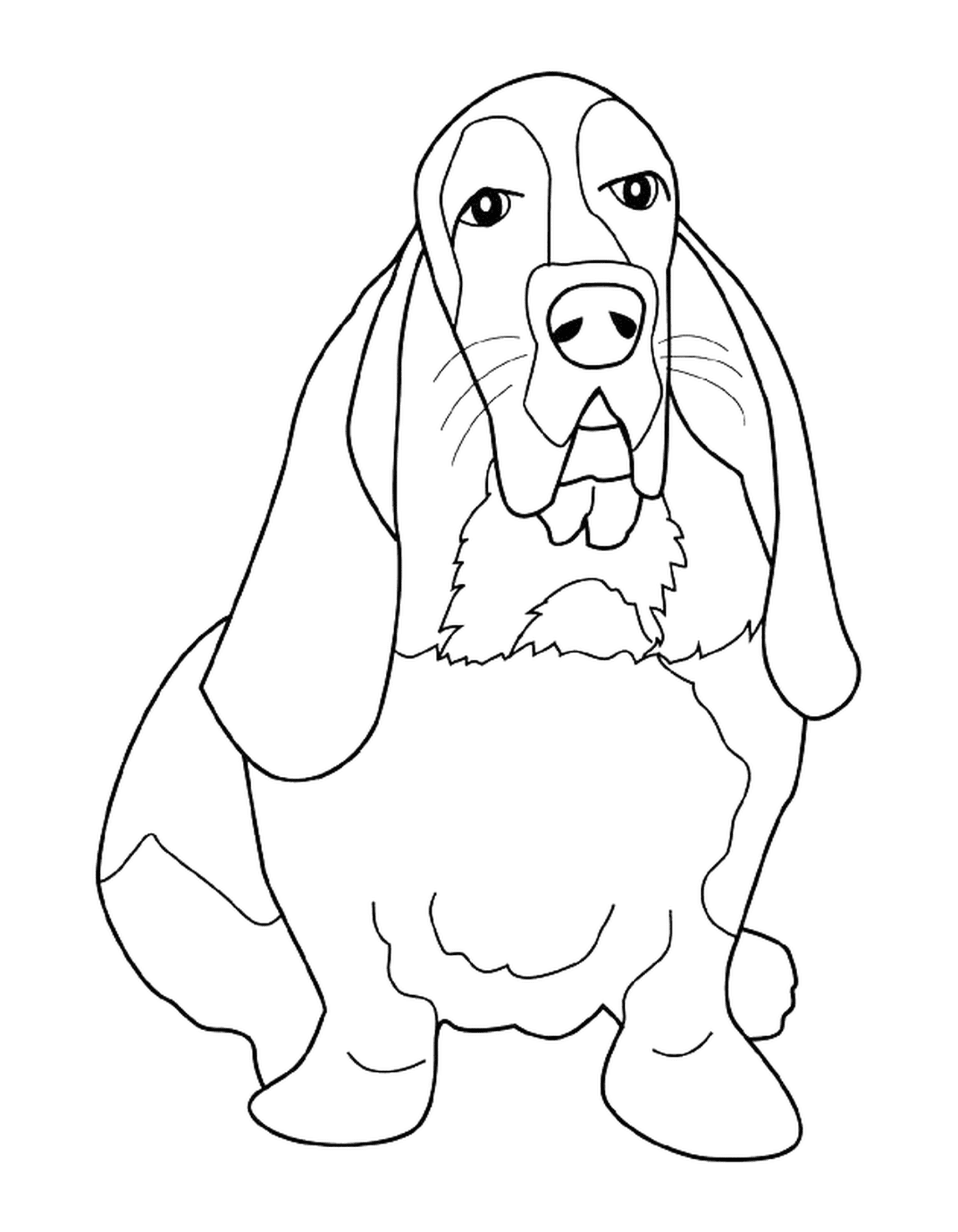 coloriage dessin chien basset