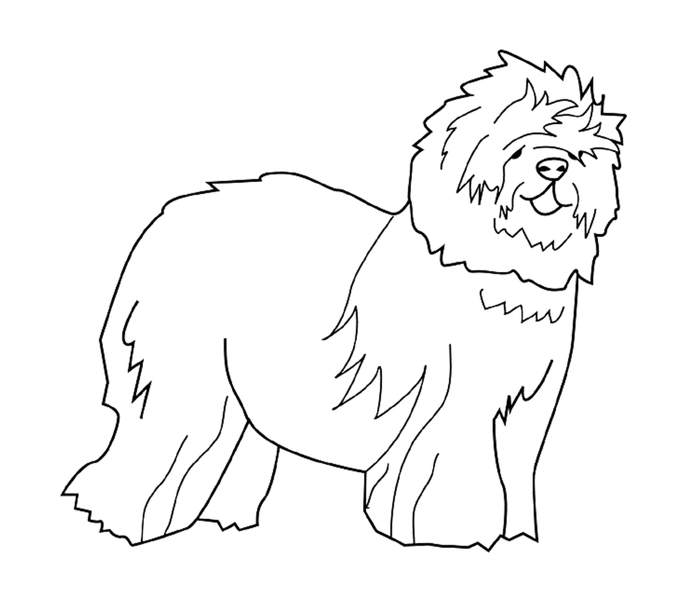 coloriage dessin chien berger