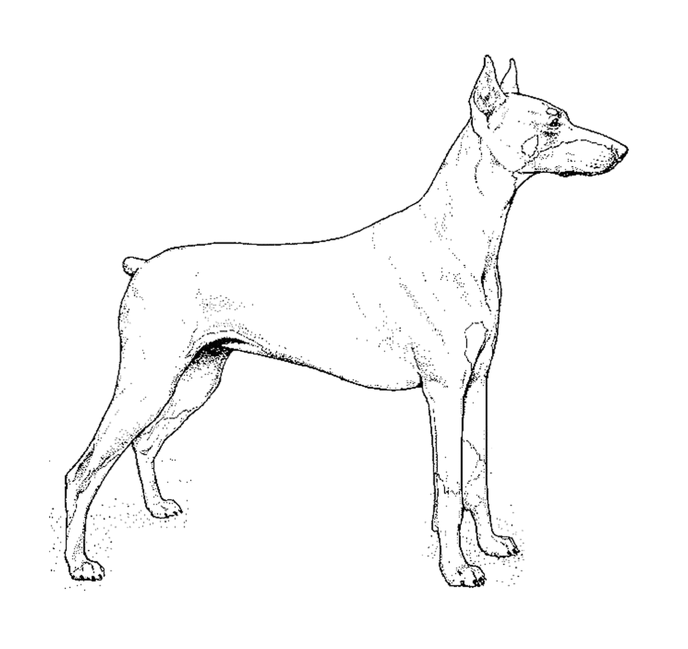 coloriage dessin chien doberman