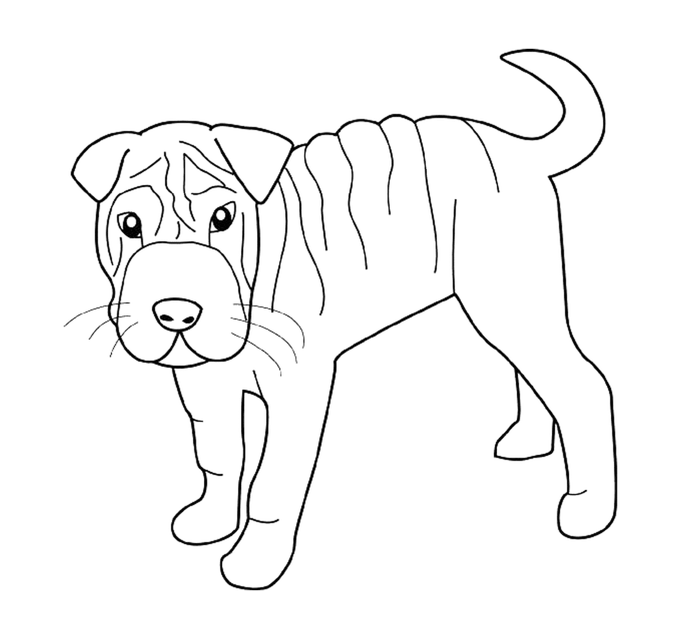 coloriage dessin chien shar pei