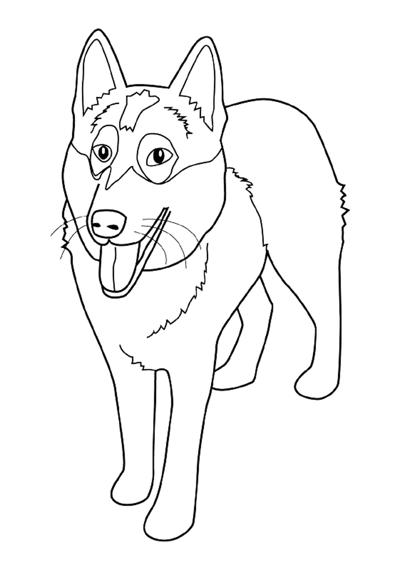dessin chien alaskan malamute