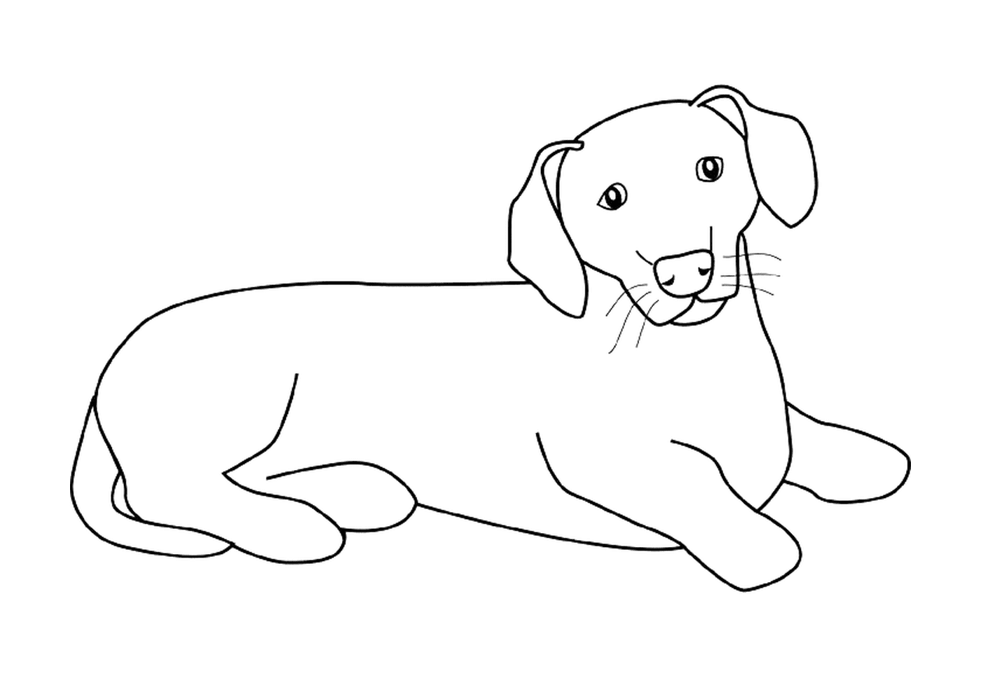 coloriage dessin chien dachsund