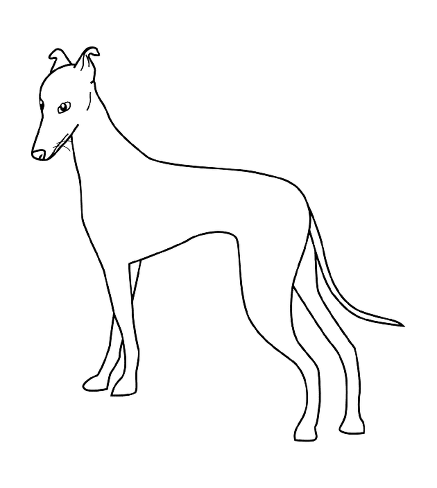 dessin chien greyhound