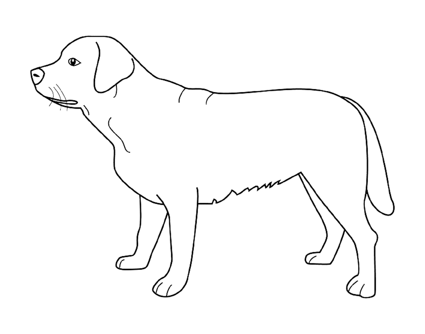 dessin chien labrador