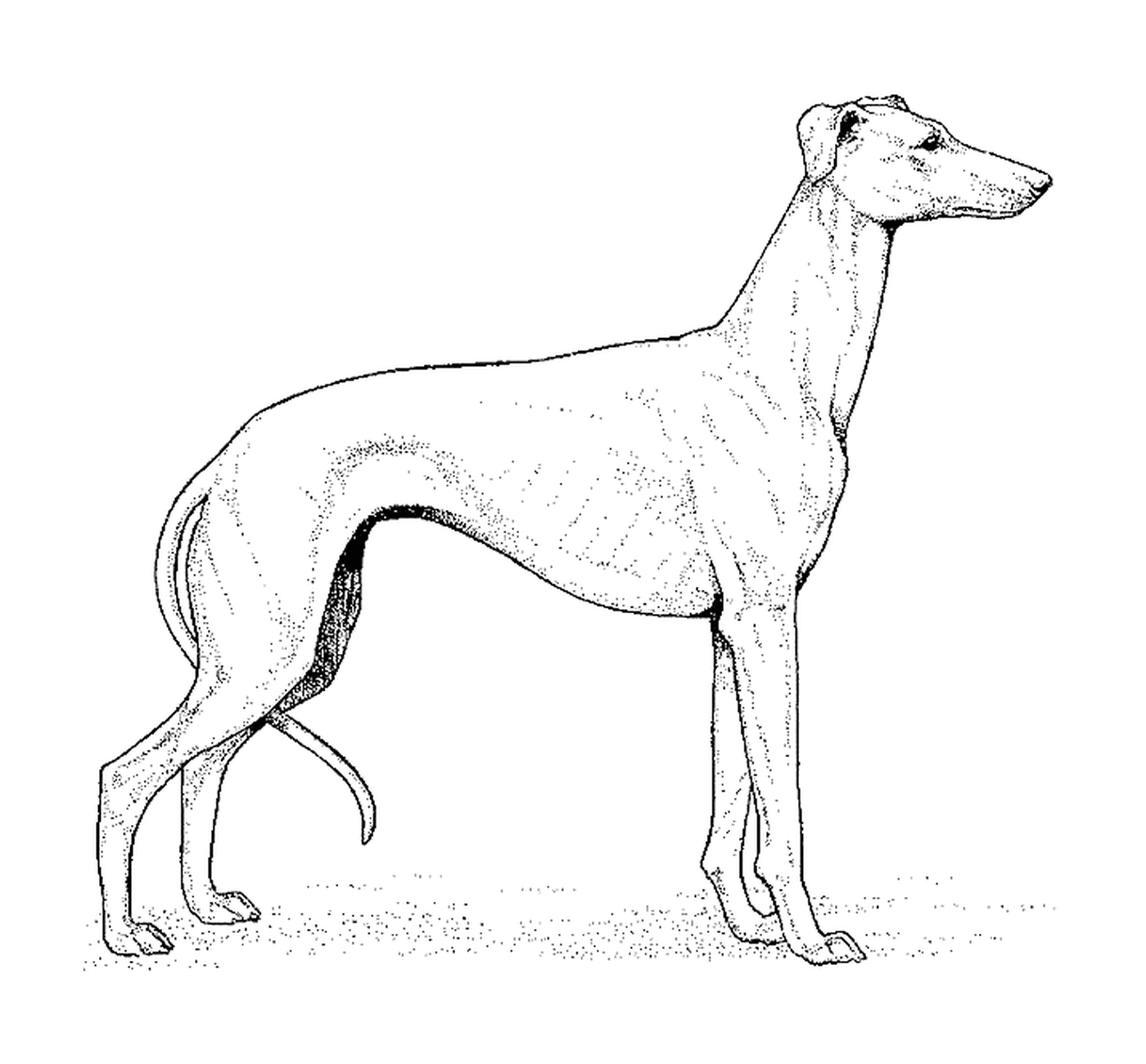 coloriage dessin chien levrier