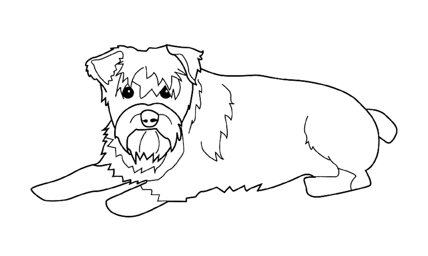 coloriage dessin chien schnauzer