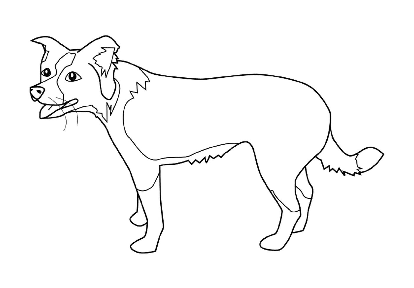dessin chien border collie
