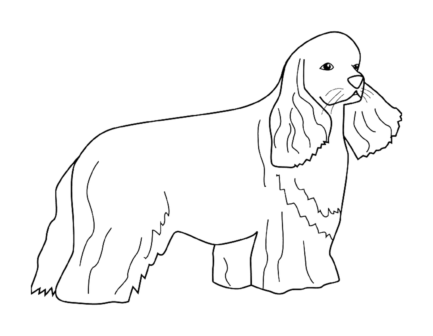 coloriage dessin chien cocker
