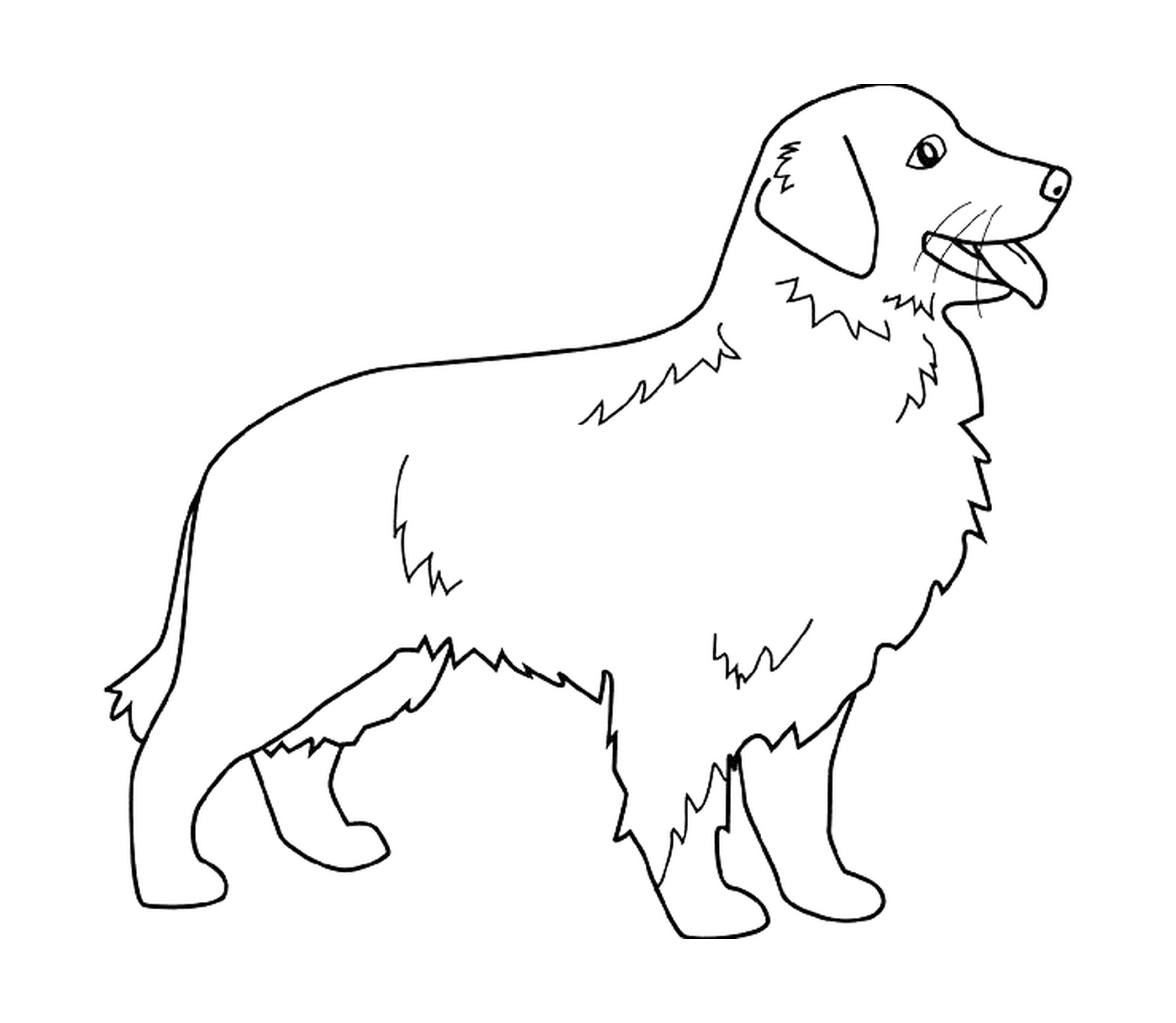 coloriage dessin chien golden retriever