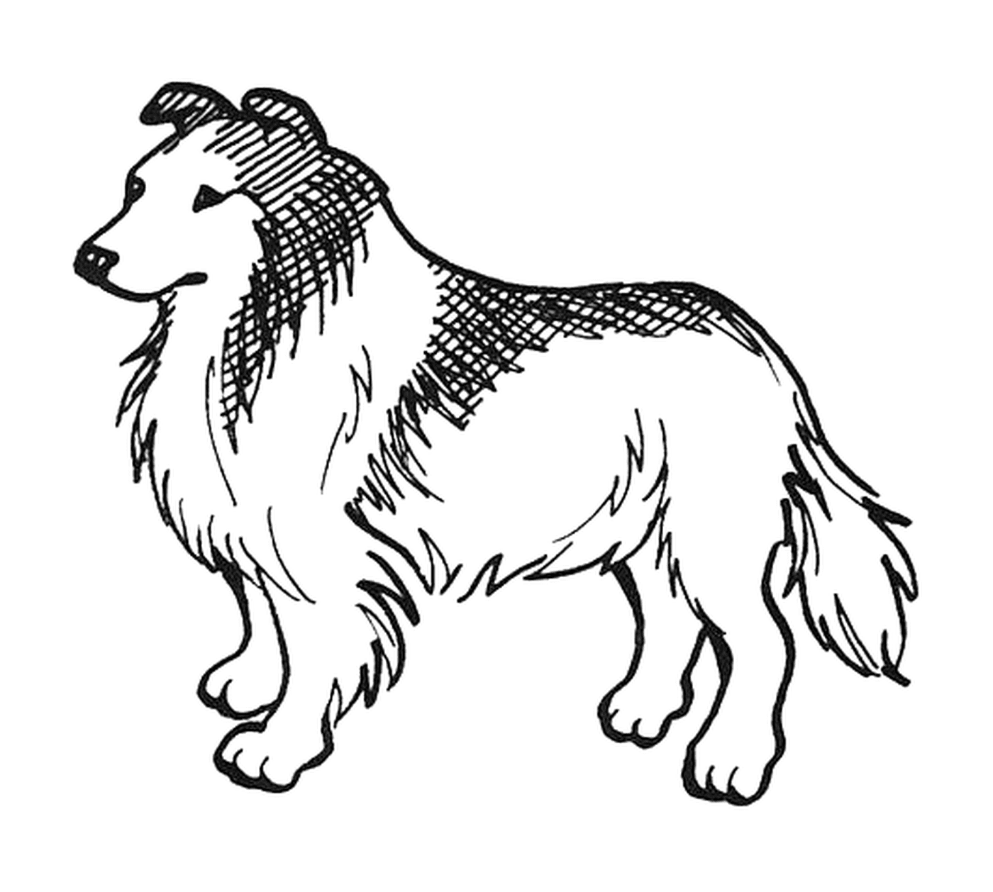 coloriage dessin chien lassie