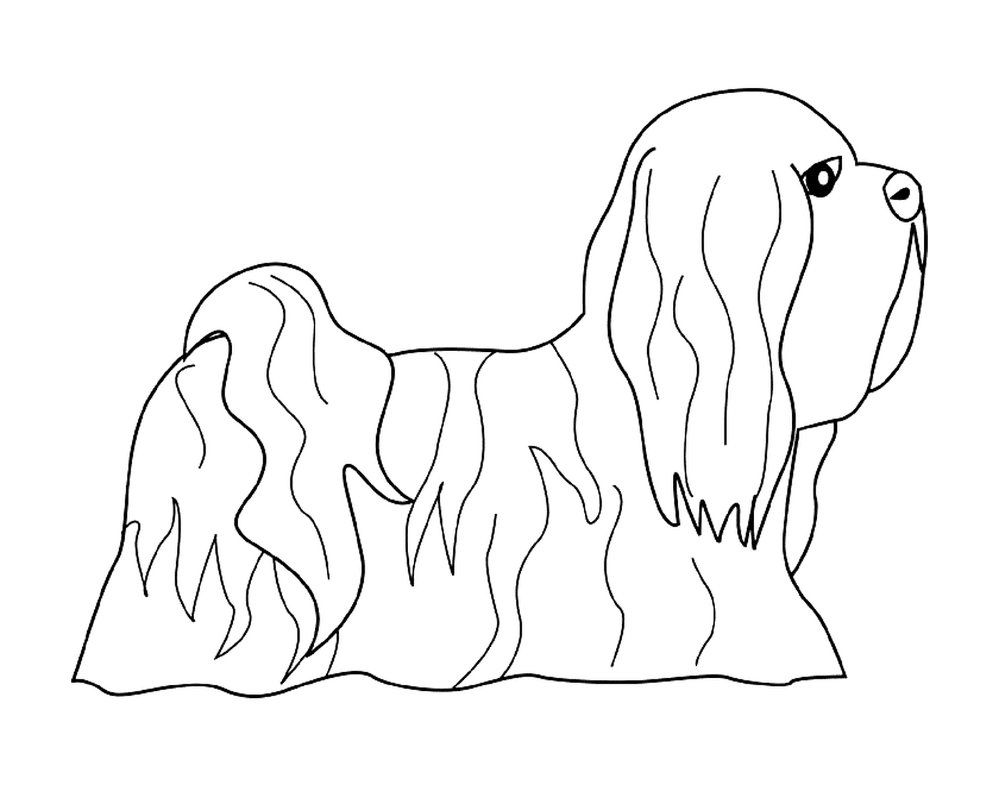 coloriage dessin chien lhasa apso
